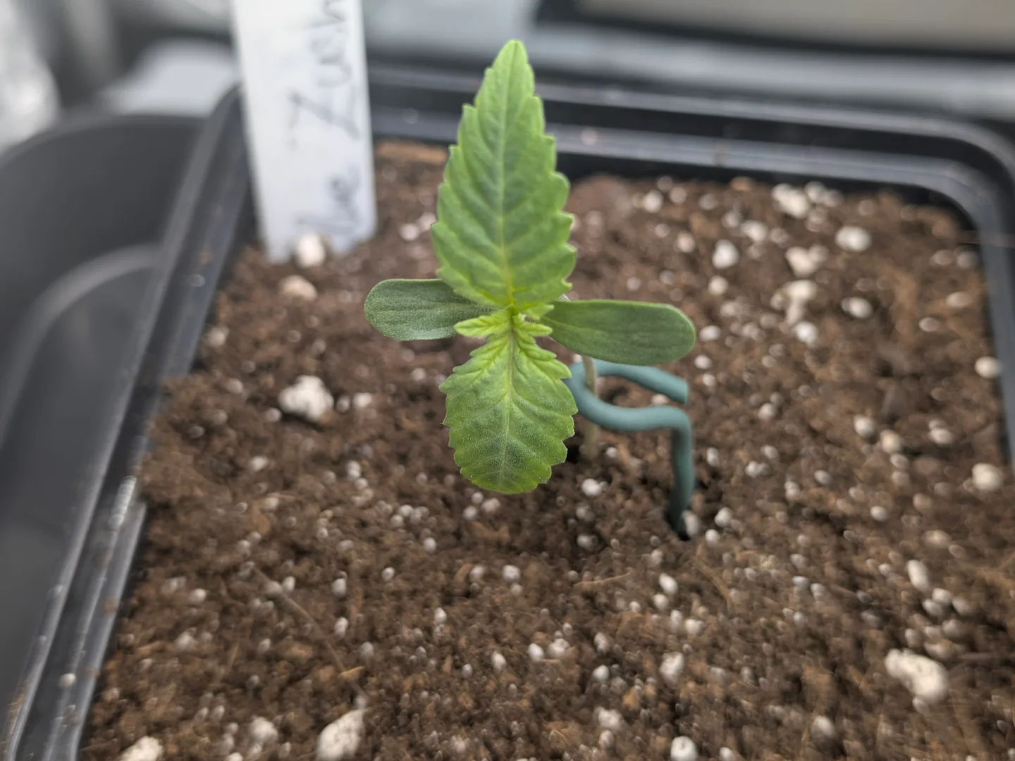 Cannabis-Sämling mit runden Keimblättern und dem ersten Paar gezackter Blätter im Anzuchttopf