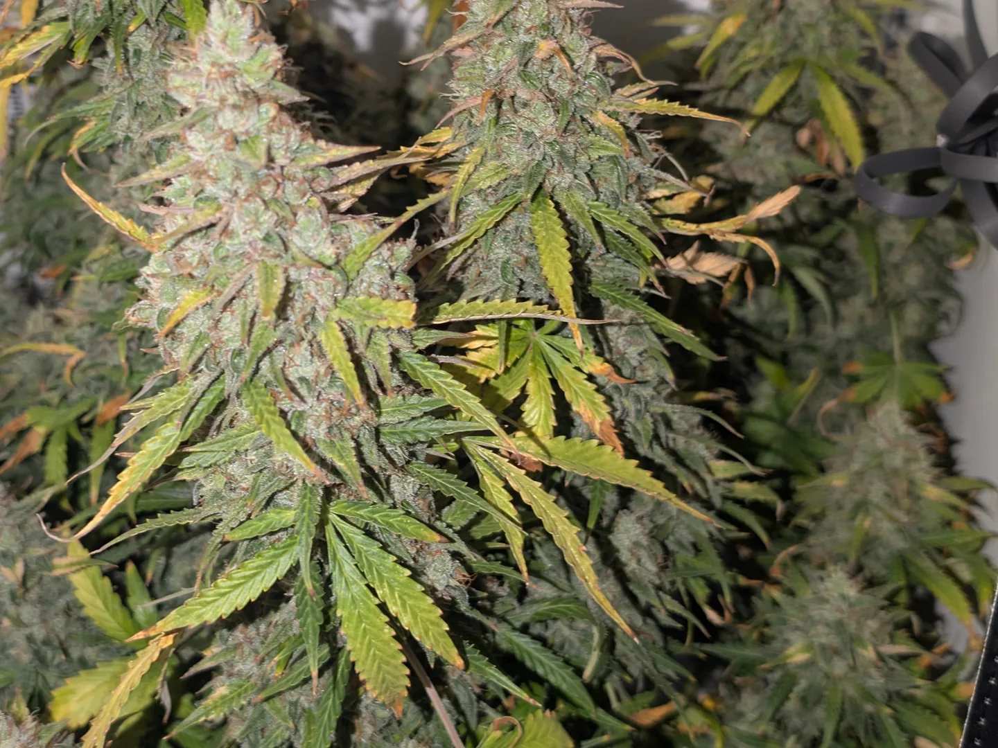Reife Cannabis-Blüten in der letzten Woche mit vergilbenden und braun werdenden Blättern