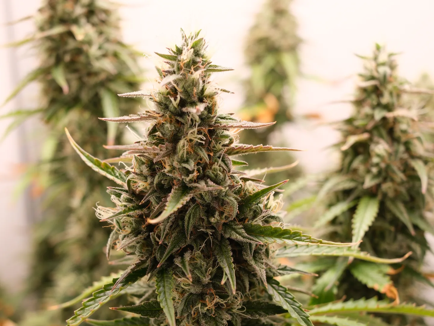 Blühende Cannabis-Pflanze kurz vor der Ernte in einem Growzelt