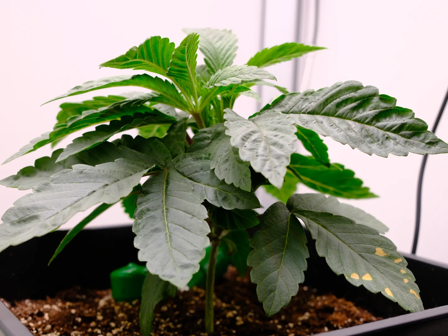 Junge Cannabis-Pflanze in der vegetativen Phase mit mehreren Blattetagen im Topf unter Pflanzenlicht